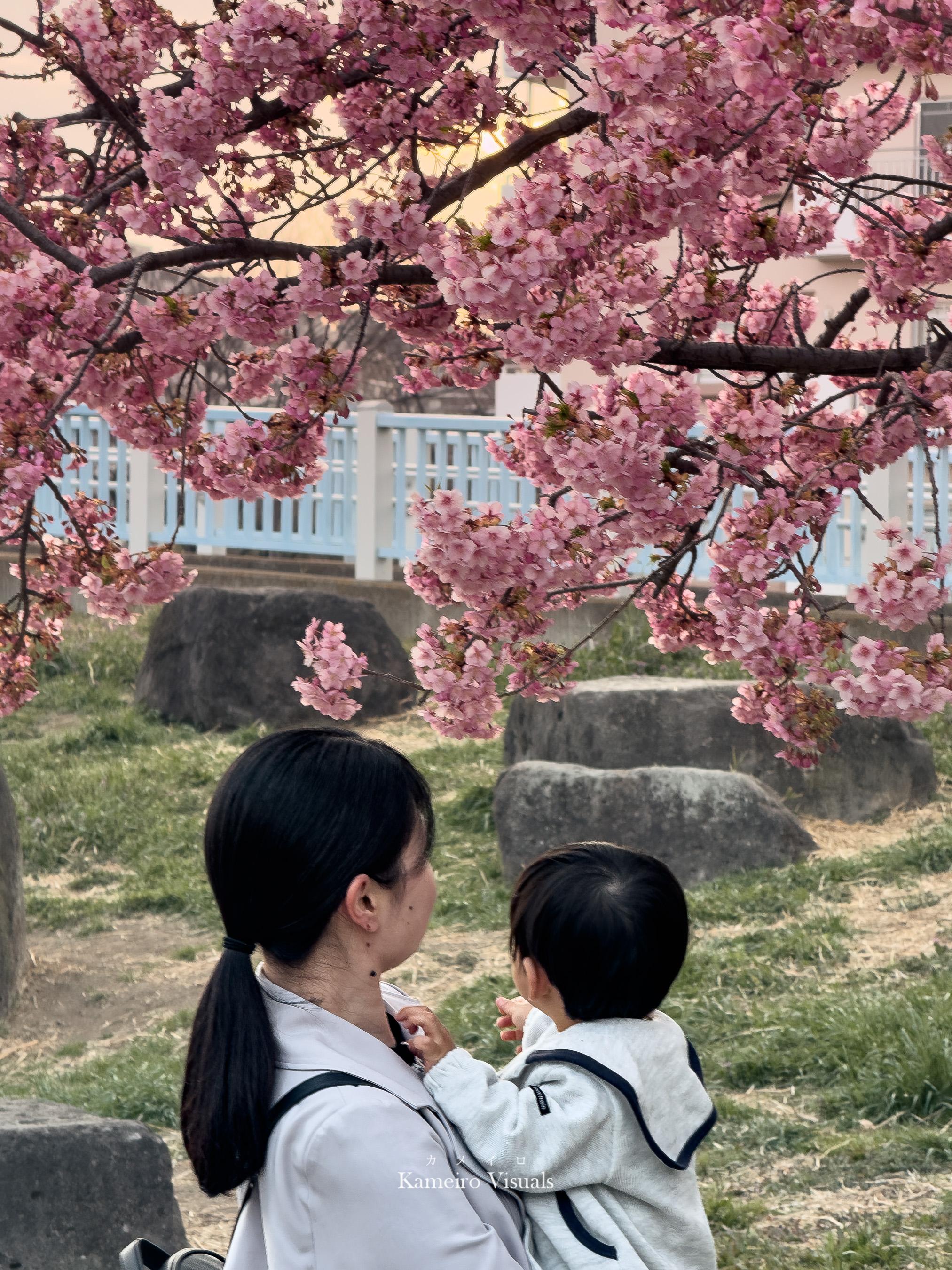 Pink flowering branches frame an adult and child in a park.