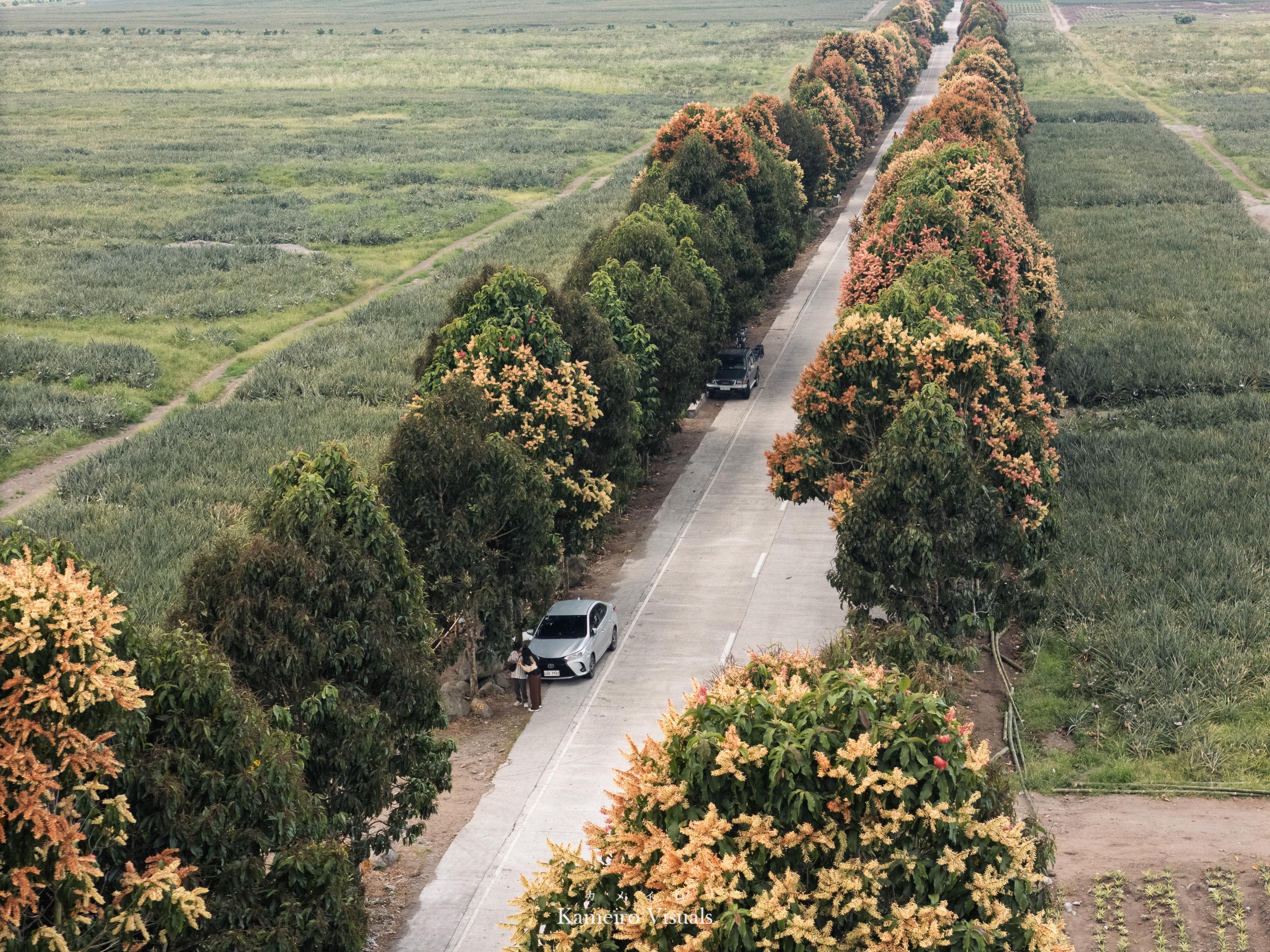 A tree-lined road crossing green fields viewed from above.